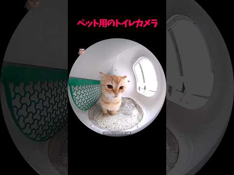 癒しのかわいい猫動画｜見て心温まる猫の魅力をご紹介 サムネイル