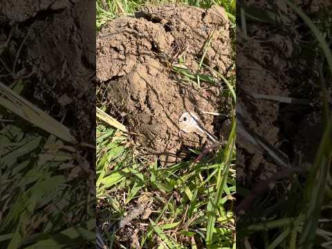 Old GM Key #countrydiggers #metaldetecting #metaldetectingfinds