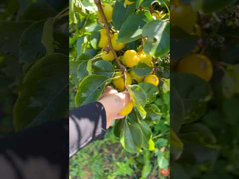 Nächste Woche gibt’s ein ganz besonderes Video🫣🤫 Vorallem für die Garten und Natur Fans💚 #garten