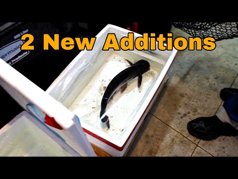 2 New Additions from South Carolina Reaper, Cathy and Ruth get the job done, and Bobby and Cheryl bring 2 Iridescent Sharks from South C