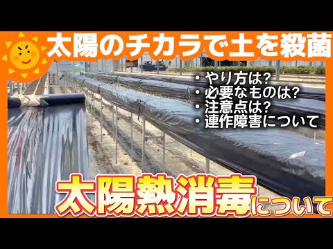 【いちご栽培】この暑さを味方に!太陽熱消毒について