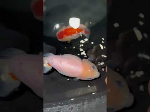 What happens when you feed goldfish garlic… 