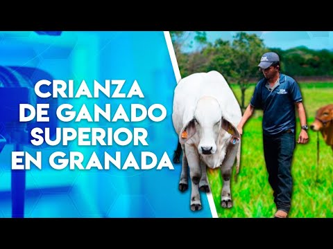 Rancho Sebastián María destaca en la crianza y reproducción de ganado superior