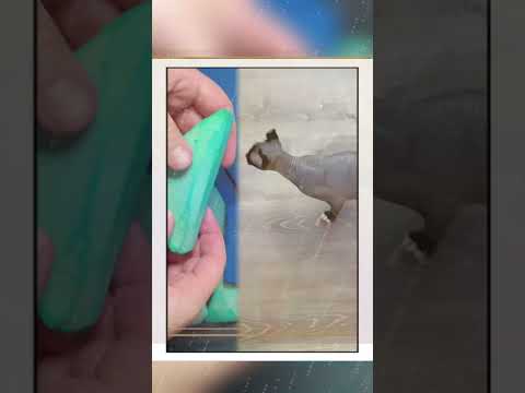 Grey rotisserie chicken #fyp #petsitting #sphynx #funny #fyp #comedy #skit