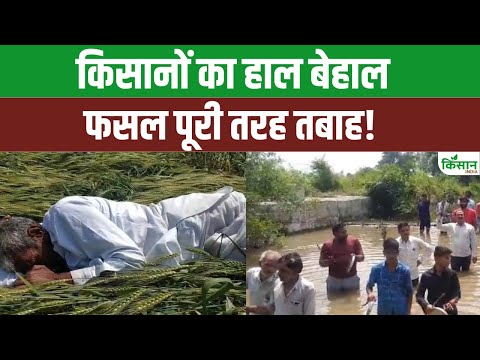 इस गांव में किसानों का रो-रो कर हाल बेहाल, लगा रहे सरकार से गुहार। Pradhan Mantri Fasal Bima Yojana