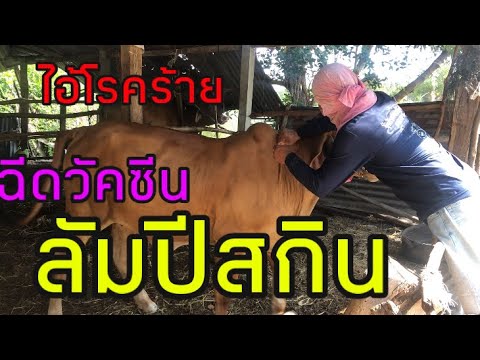 ฉีดวัคซีน-ลัมปีสกิน-|-นายฮ้อยส ฉีดวัคซีน-ลัมปีสกิน-|-นายฮ้อยส