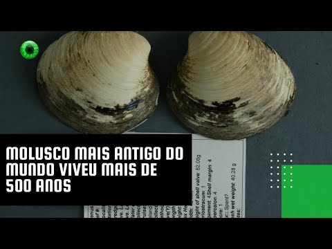 Molusco mais antigo do mundo viveu mais de 500 anos