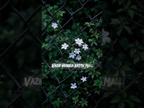 The Unbelievable Comeback of the VAZHI NEDUGA KATTU MALLI 💐