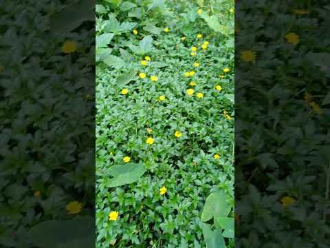 beautiful flowers 💐 || #garden #terrace #trending #shorts #fyp #plants #vegetables #yt #fyp