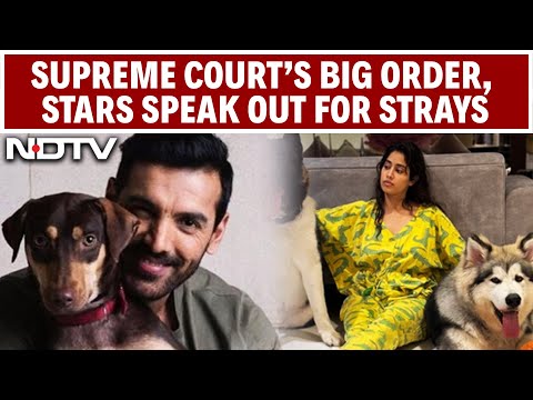 Stray Dog Attack | Supreme Court's Big Order | Stars Speak Out For Strays | Delhi | NCR
