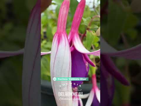 💜✨ « Delicate Blue » : le fuchsia suspendu aux fleurs aubergine qui illumine vos balcons #fuchsia