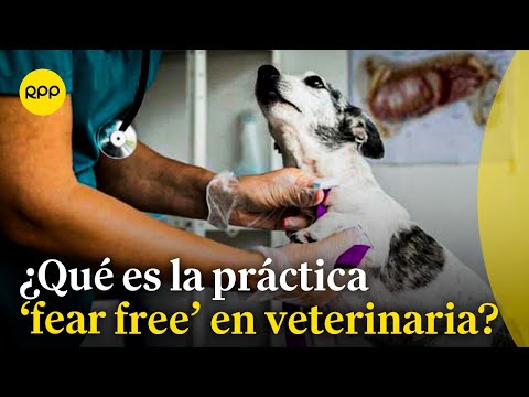 ¿Qué es la práctica veterinaria 'fear free'?
