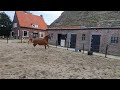 حصان الفروسية Superlief en fantastisch lopen