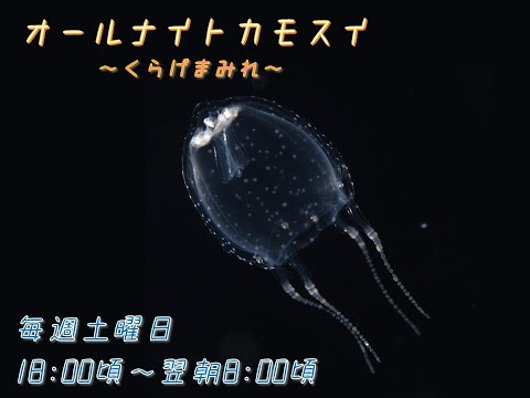 加茂水族館が伝えるフクロクジュクラゲの魅力と繁殖ポイント サムネイル