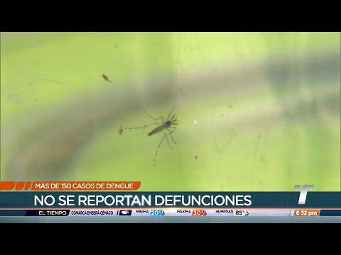 Panamá registra más de 150 casos de dengue este año