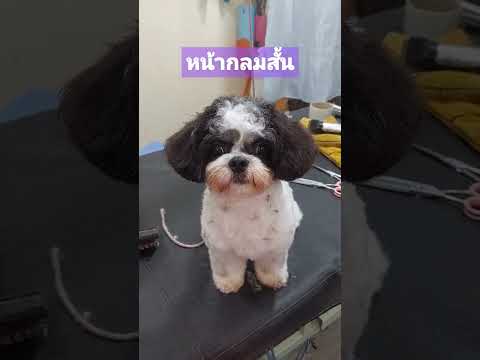 ตัดขนชิสุทรงหมาเด็ก