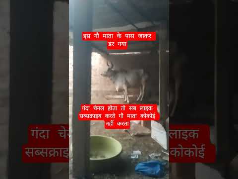 इस गौ माता के पास जाकर डर गया #13million #cow #farming #100millon #gaumata