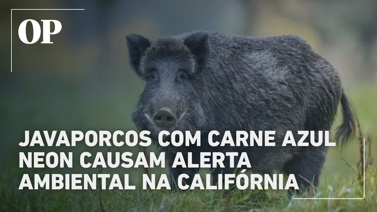 Javaporcos com carne azul neon alarmam a Califórnia pesquisadores descobrem causa