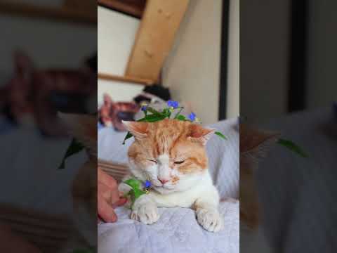 ツユクサのせ猫動画：思わず癒されるかわいさと笑顔のひととき サムネイル