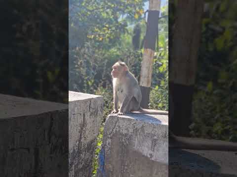 What Kothi bava is having now#monkey #monkeyvideo #original #forest #nature