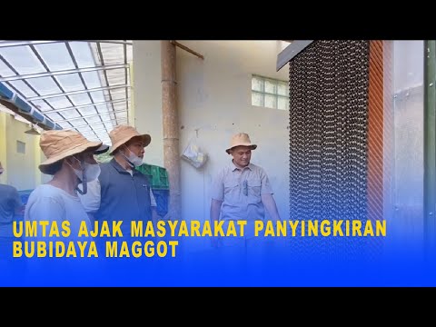 UMTAS AJAK MASYARAKAT PANYINGKIRAN BUBIDAYA MAGGOT