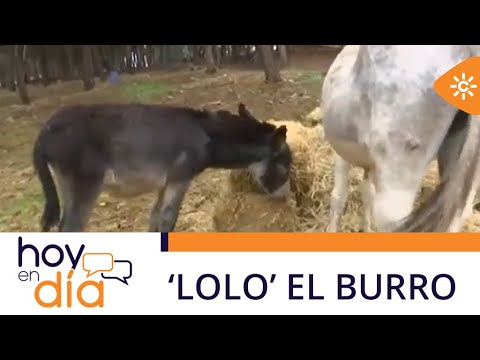 Hoy en día | Conocemos a ‘Lolo’ el burro de la reserva de Rute amadrinado por Toñi