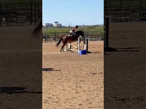 i gotta remember to release😭🙏 #horse #equestrianriding #riding #pony