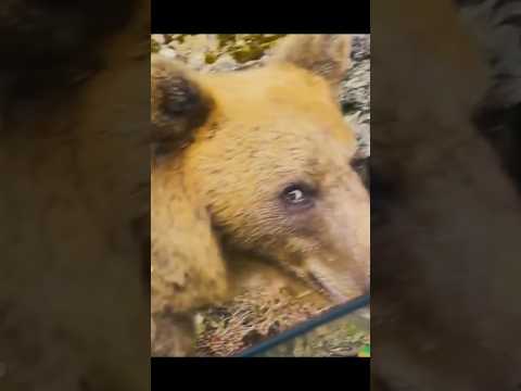 Laugh out to loud with animals 😂😂 #animals #furry #funny