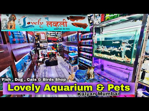 New Fish Stock Update with Prices | Lovely Aquariu New lovely aquarium and pet shop 
8655544545
Shop no.04, Krishna kunj tower, Rambaug main road, Kaly