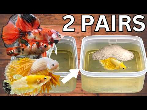 I Tried Breeding TWO Betta Pairs in Tubs!