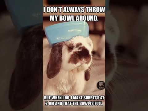 #cute #love #bunny #petlover #meme