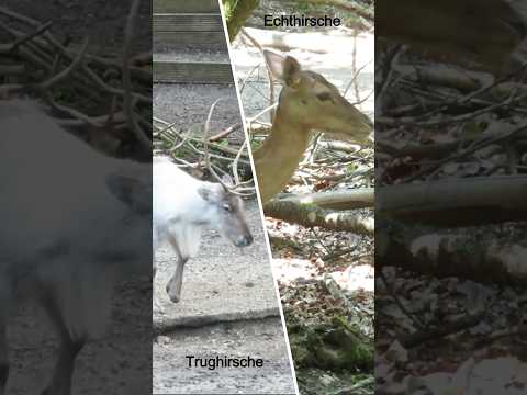Spannende Fakten über Hirsche #zoo #tiere #animals #deer #reindeer #moose