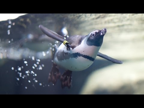 Live Penguin Cam (Underwater View) | California Academy of Sciences