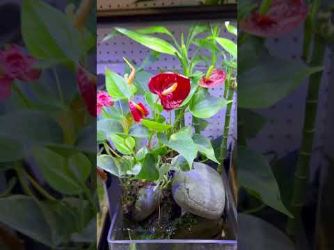 Fish tank updates for June 