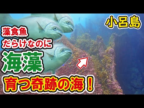 藻食魚だらけなのに海藻が育つ海があった！藻場再生に大きな手掛かり発見！