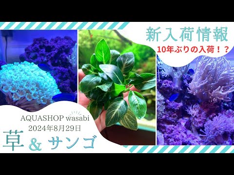 AQUASHOP wasabi「2024年8月28日新入荷情報」アヌビアス、水草水槽、ADA、ネイチャーアクアリウム、マリンアクアリウム、海水水槽、ソフトコーラル、サンゴ水槽、海水魚、ライブロック