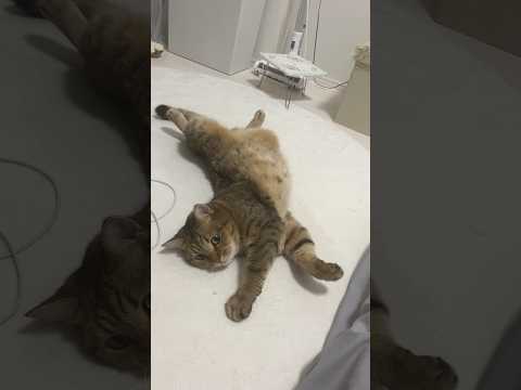 ありえない寝相を披露する猫がこちらですw #shorts