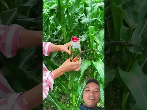Phòng Chống Sâu Bệnh Cho Cây Ngô #farming101