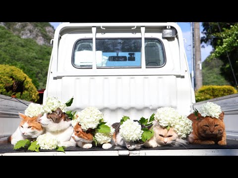 猫の動画サムネイル - テマリカンボク のせ猫　250613