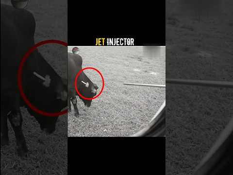 Jet injector Safely Injects To Cow 🐄