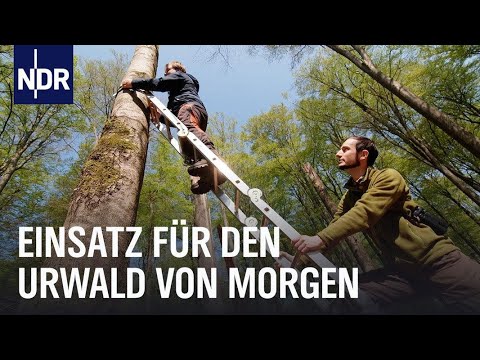 Ganz schön wild: Artenschutz im Norden | Die Nordreportage | NDR Doku