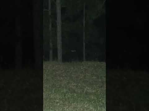 MANSEHRA KE JANGALAT ME JINNAT KI AHAT OR UNSE DOSTI||JANGALAT MEIN GHAIR MARI MAKHLOOQ KI AWAZIN|