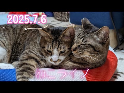 【カメラ壊れた】ガーちゃん&ゴマちゃんライブ  2025.7.6　生配信【リキちゃんねる・猫LIVE】