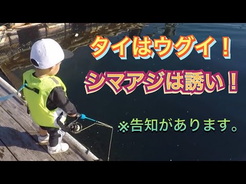 タイはウグイ！シマアジは誘い！【紀州】釣ガチ海上釣堀#209