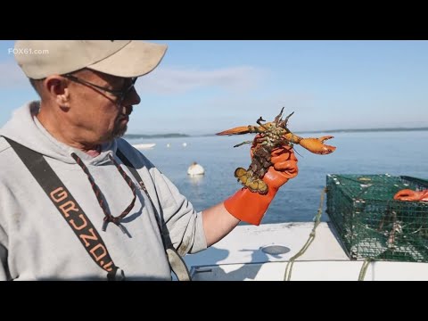 Connecticut lobster industry forces fishermen into new career