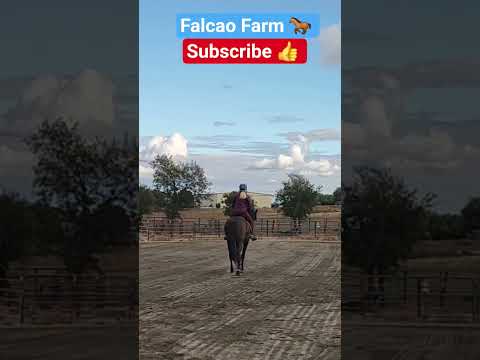 OREO LEG YIELD #horse #shorts #short #equestrian #farming #animals #motivation #beautiful #sport