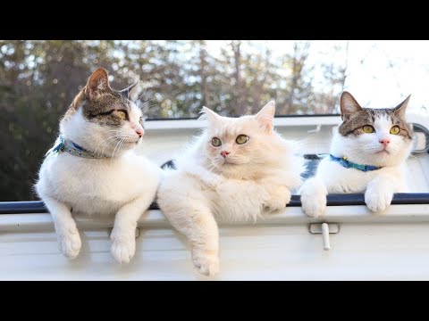 猫の動画サムネイル - 軽トラのさばずともふお　250514