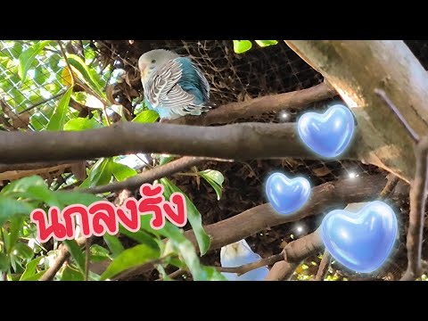 พาไปชมลูกนกหงส์หยกบินลงรัง|ล