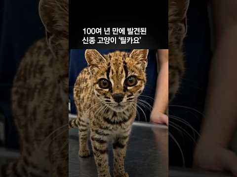 100여 년 만에 발견된 신종 고양이  ‘틸카요’