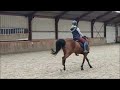 Pony Kwaliteit sportpony dressuur en springen